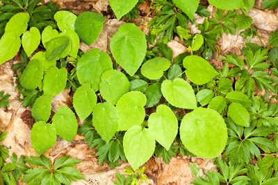 Epimedium alpinum, photographed by Drepanostoma