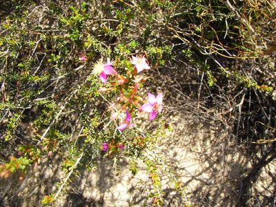 Calytrix brevifolia, photographed by Tony Rebelo
