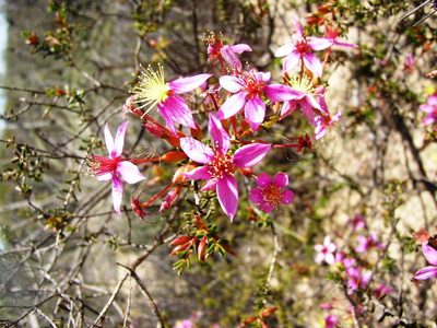 Calytrix brevifolia, photographed by Tony Rebelo