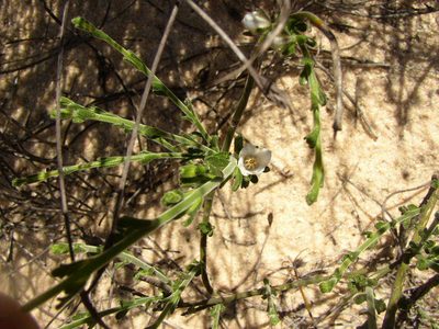 Cyanothamnus coerulescens, photographed by Tony Rebelo