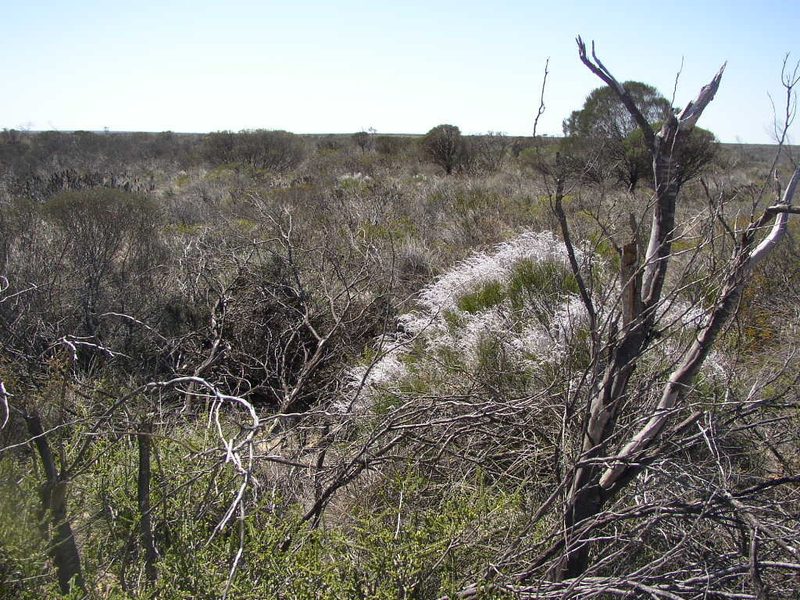 Conospermum incurvum, photographed by Tony Rebelo