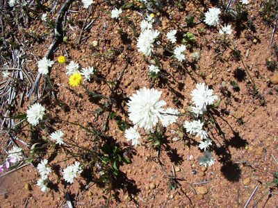 Cephalipterum drummondii, photographed by Tony Rebelo
