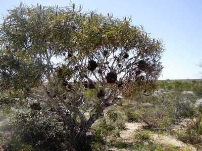 Banksia prionotes, photographed by Tony Rebelo
