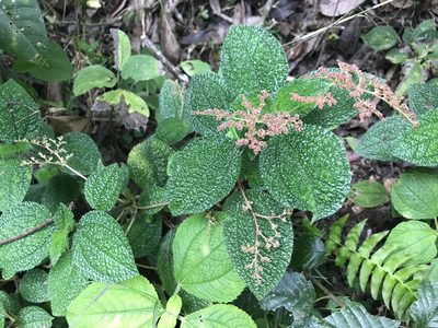 Pilea setigera, photographed by Marcos Rodriguez Bobadilla