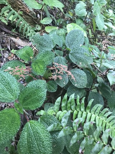 Pilea setigera, photographed by Marcos Rodriguez Bobadilla