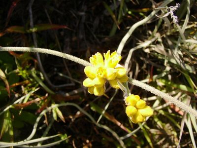 Conostylis candicans, photographed by Tony Rebelo