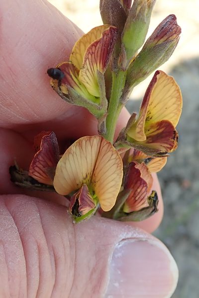 Argyrolobium robustum, photographed by Peter Warren