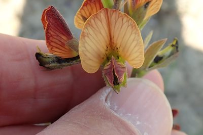 Argyrolobium robustum, photographed by Peter Warren