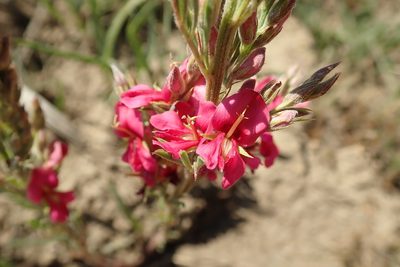 Indigofera hilaris, photographed by Peter Warren