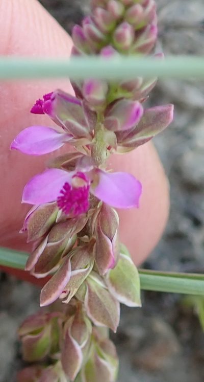 Polygala hispida, photographed by Peter Warren
