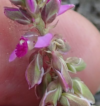 Polygala hispida, photographed by Peter Warren