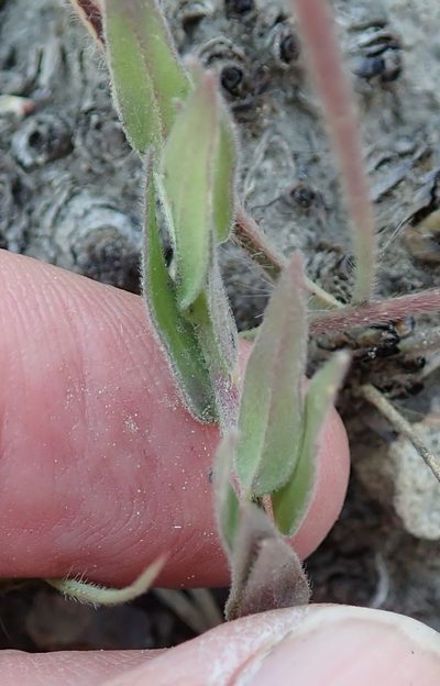 Polygala hispida, photographed by Peter Warren