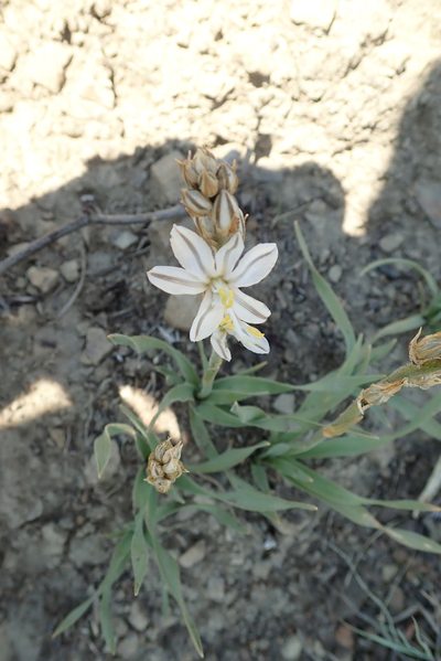 Chlorophytum transvaalense, photographed by Peter Warren
