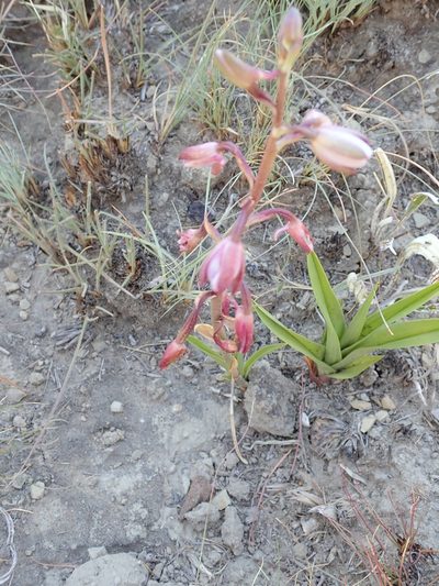 Eulophia hians, photographed by Peter Warren