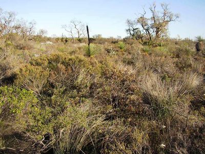 Xanthorrhoea drummondii, photographed by Tony Rebelo