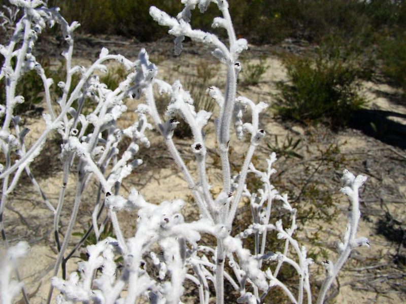 Conospermum triplinervium, photographed by Tony Rebelo