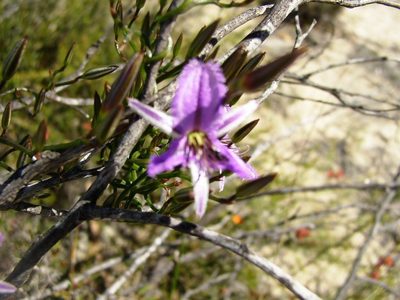 Thysanotus manglesianus, photographed by Tony Rebelo