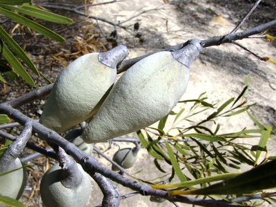 Xylomelum angustifolium, photographed by Tony Rebelo