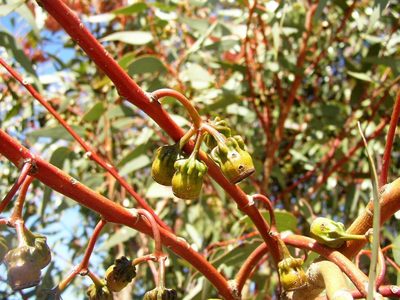 Eucalyptus torquata, photographed by Tony Rebelo