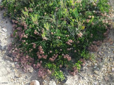Serruria effusa, photographed by Chris Vynbos