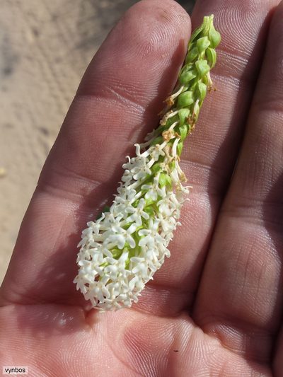 Microdon parviflorus, photographed by Chris Vynbos
