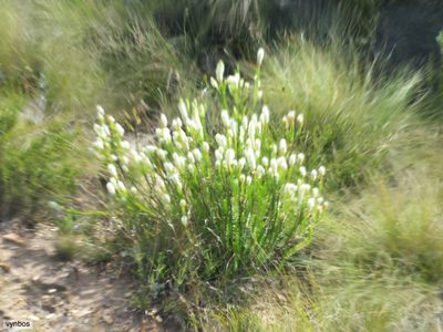 Microdon parviflorus, photographed by Chris Vynbos