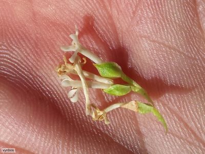 Microdon parviflorus, photographed by Chris Vynbos
