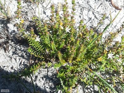 Wahlenbergia rubioides, photographed by Chris Vynbos