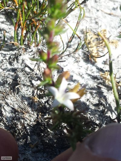 Wahlenbergia rubioides, photographed by Chris Vynbos