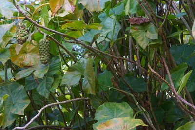 Montrichardia arborescens, photographed by Maheva B Laursen