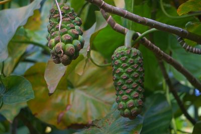 Montrichardia arborescens, photographed by Maheva B Laursen