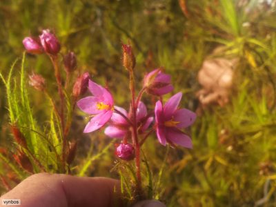 Roridula dentata, photographed by Chris Vynbos