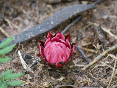 Thonningia sanguinea, photographed by Matt Muir