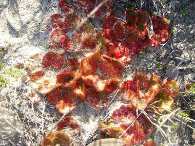 Drosera magna, photographed by Tony Rebelo