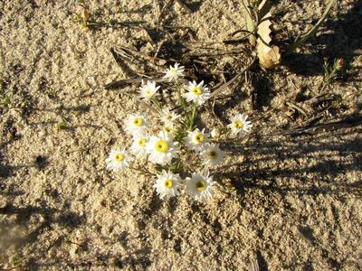 Hyalosperma cotula, photographed by Tony Rebelo