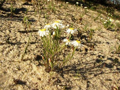 Hyalosperma cotula, photographed by Tony Rebelo