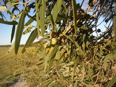 Eucalyptus todtiana, photographed by Tony Rebelo