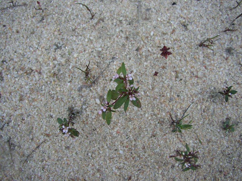 Levenhookia murfetii, photographed by Tony Rebelo