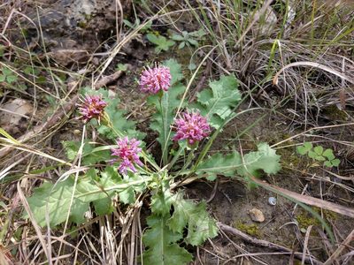 Acourtia runcinata, photographed by Cleveland Powell