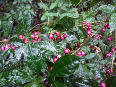 Hoffmannia excelsa, photographed by Oscar Marín