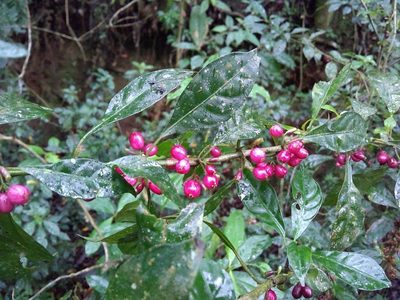 Hoffmannia excelsa, photographed by Oscar Marín
