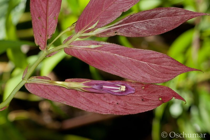 Columnea stilesiana, photographed by Oscar Marín