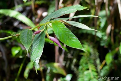 Columnea stilesiana, photographed by Oscar Marín