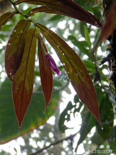 Columnea stilesiana, photographed by Oscar Marín