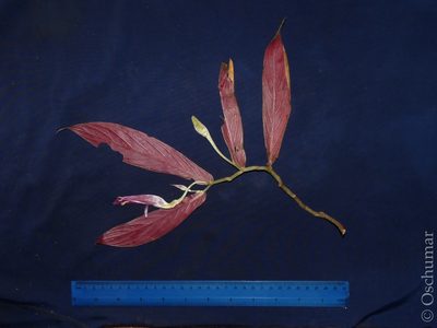 Columnea stilesiana, photographed by Oscar Marín