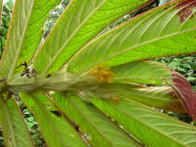 Columnea cuspidata, photographed by Oscar Marín
