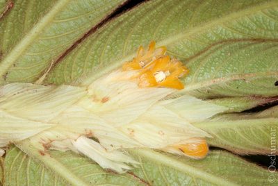 Columnea cuspidata, photographed by Oscar Marín