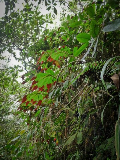 Columnea cuspidata, photographed by Oscar Marín