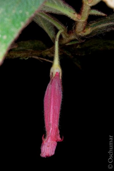 Columnea dictyophylla, photographed by Oscar Marín
