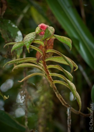 Columnea dictyophylla, photographed by Oscar Marín